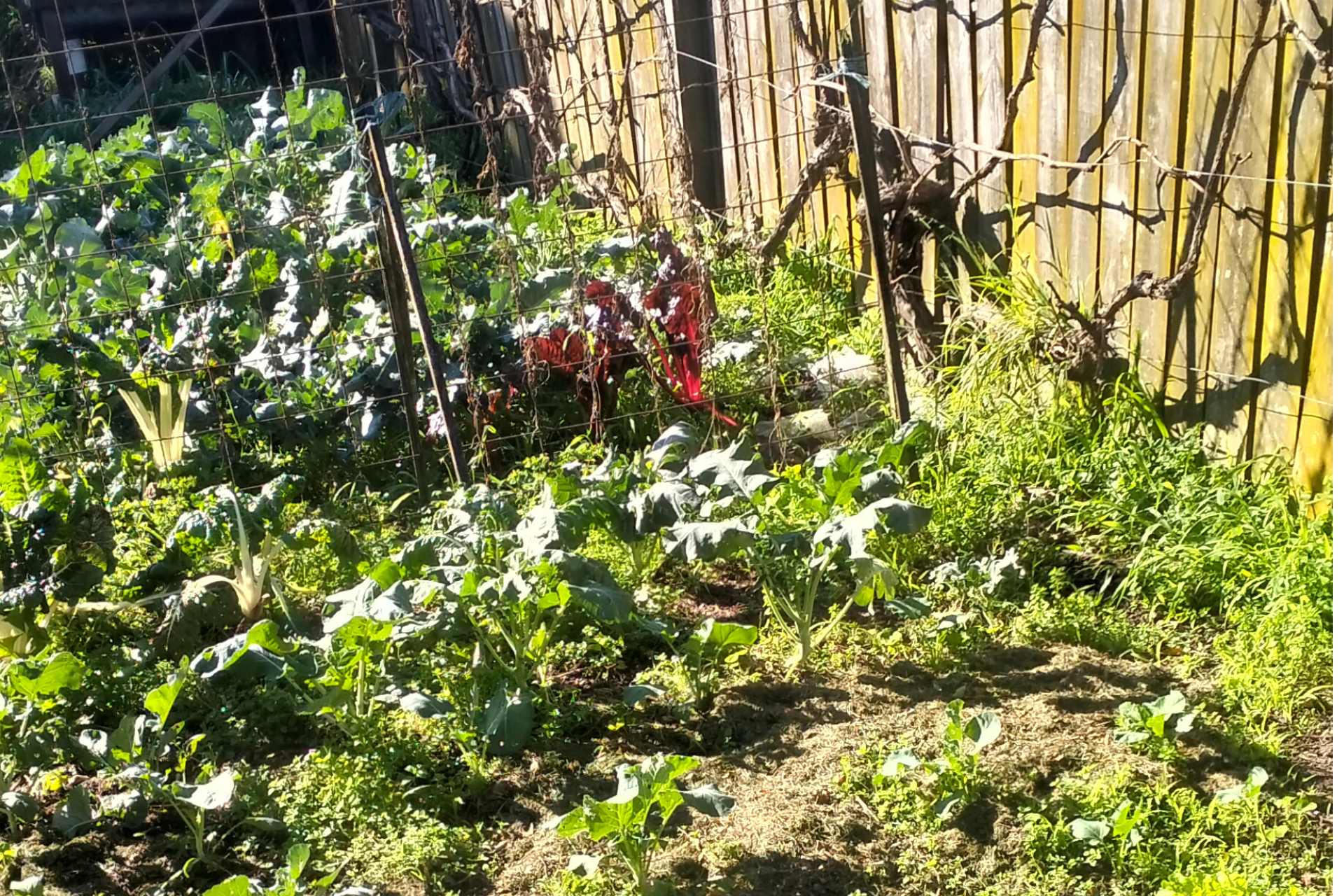 Alan's organic vegetable garden, with kohlrabi, silverbeet and leafy greens growing along a fence
