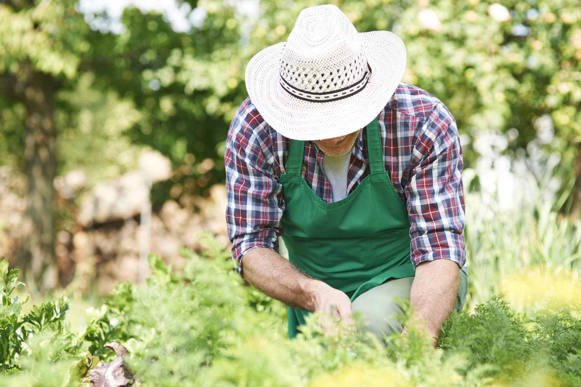 Man in a straw hat and green apron tending vegetable plants in a home garden