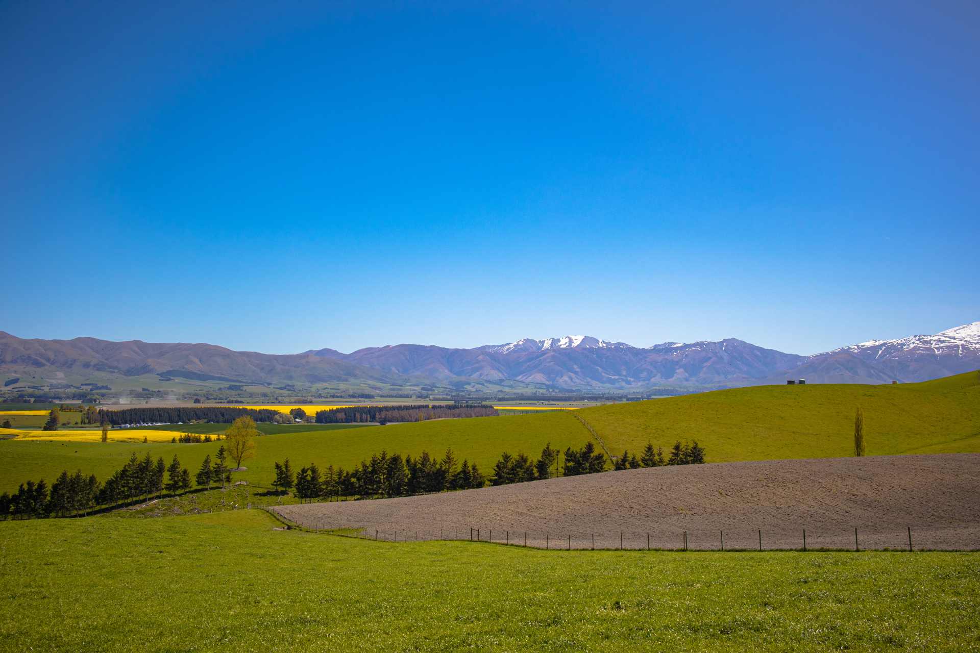 Canterbury Plains farmland, New Zealand — the region has recorded one of the highest rates of Crohn's disease ever measured anywhere in the world.