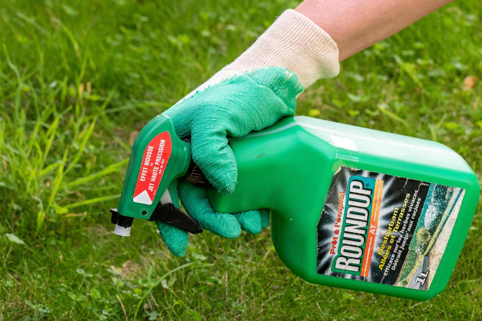 Gardener spot spraying Roundup glyphosate herbicide from a hand-held spray bottle onto weeds in a lawn.