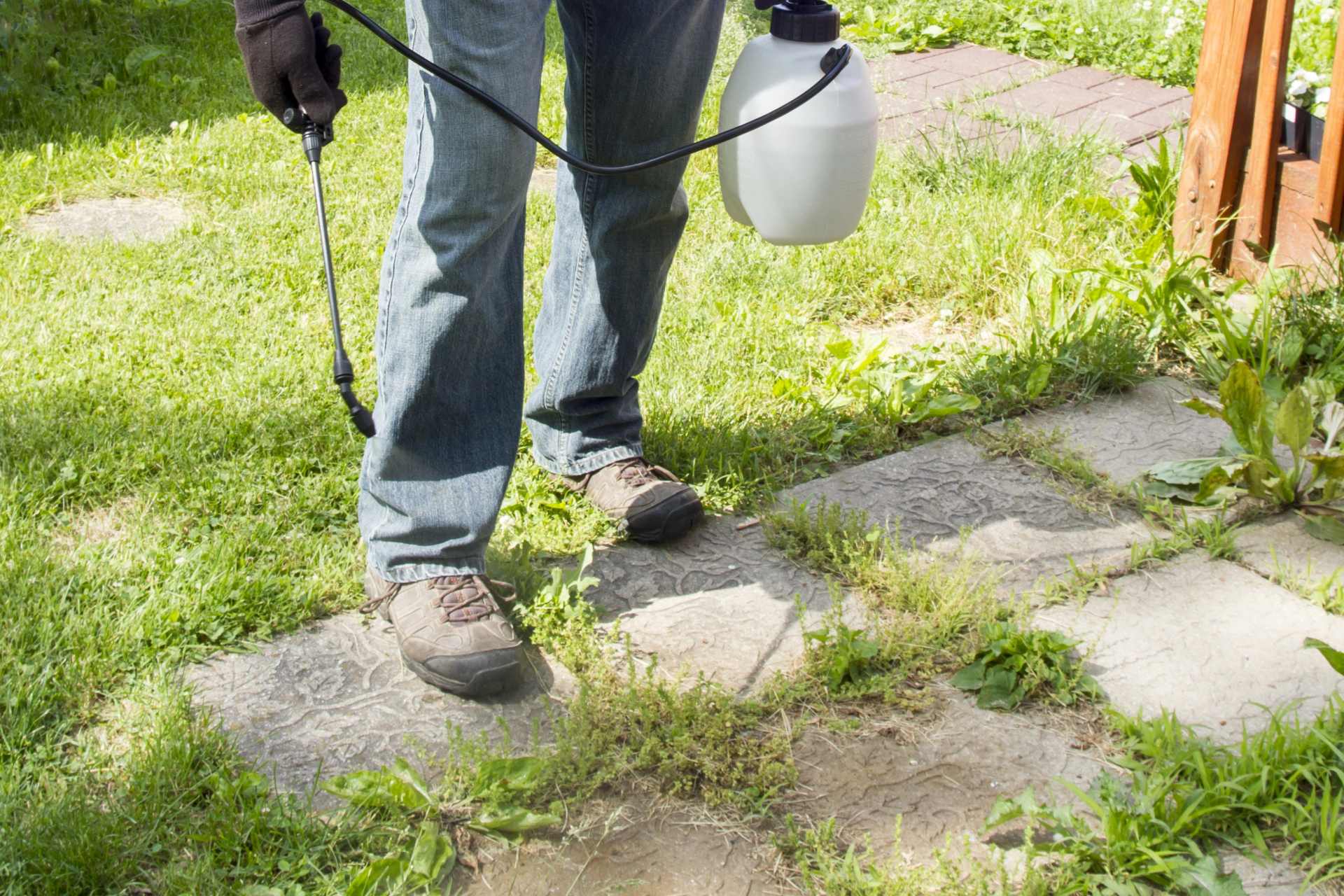 A homeowner spraying glyphosate-based weed killer on weeds between concrete pavers.