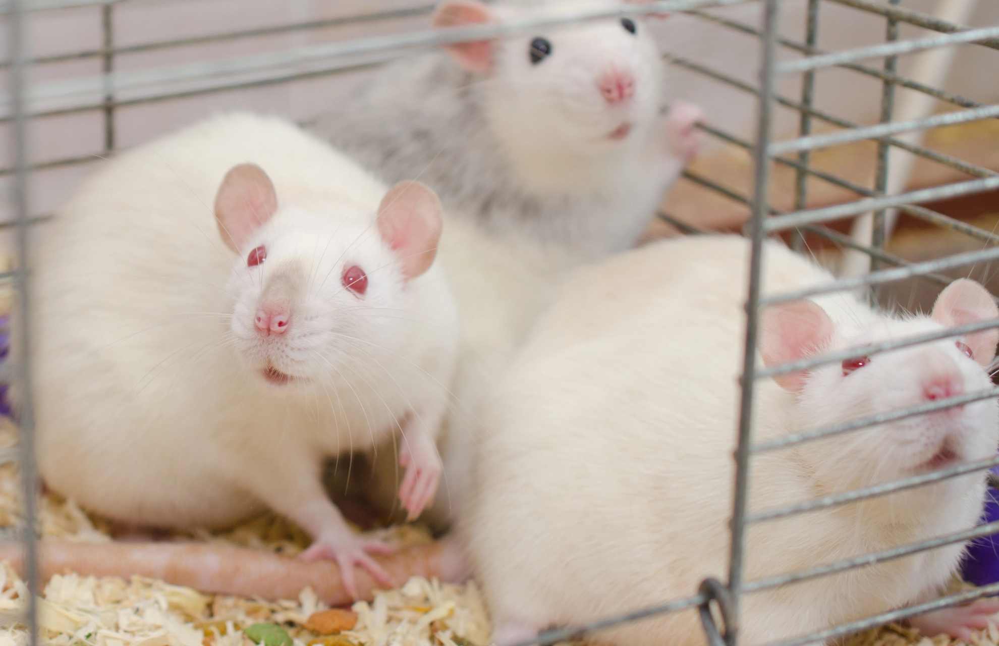 Laboratory rats in a cage.