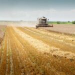 Combine harvester harvesting a crop in a field under the summer sun.