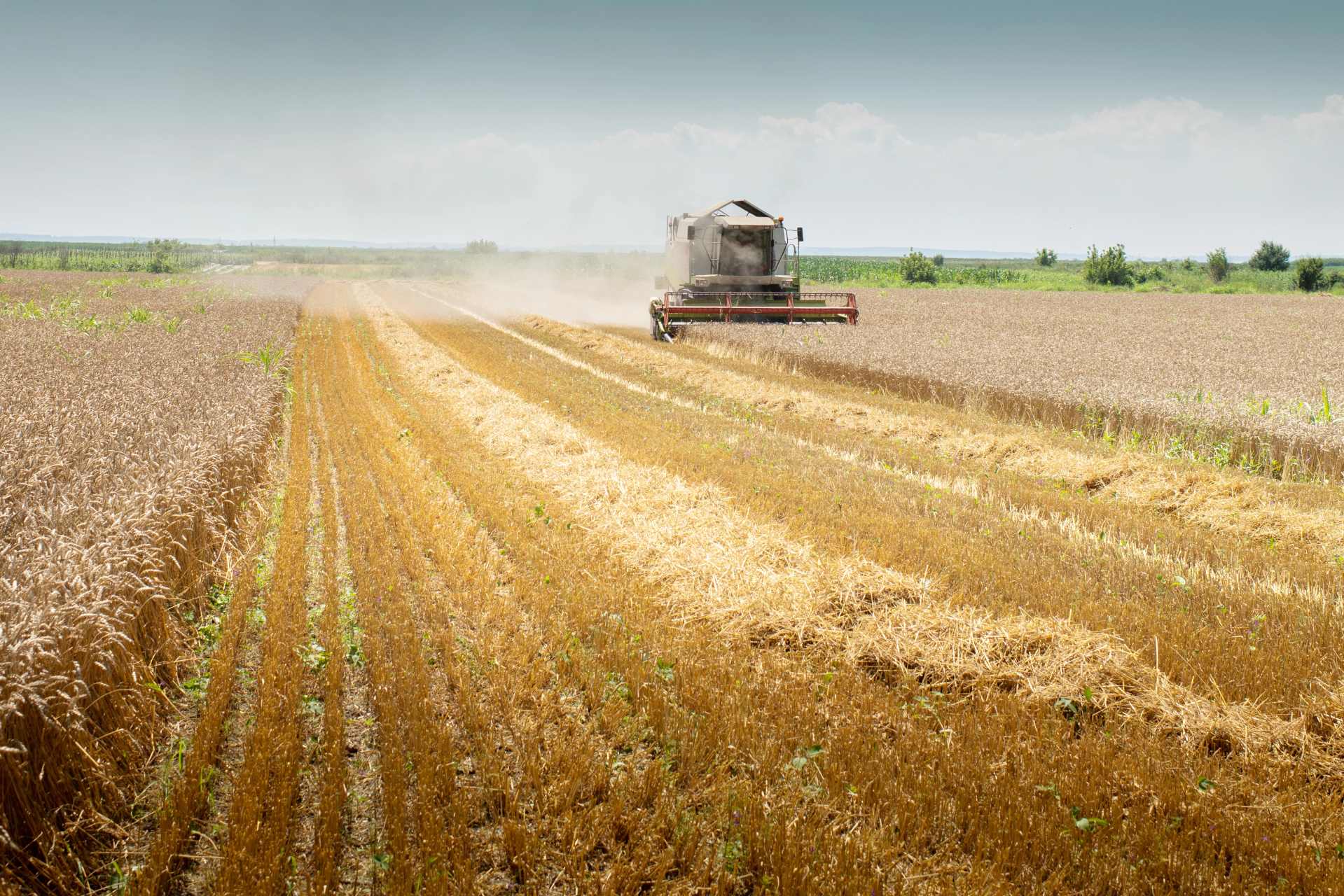 Combine harvester harvesting a crop in a field under the summer sun.