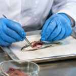 Laboratory technician dissecting a small fish to examine its tissues, illustrating research into glyphosate uptake, retention and bioaccumulation.