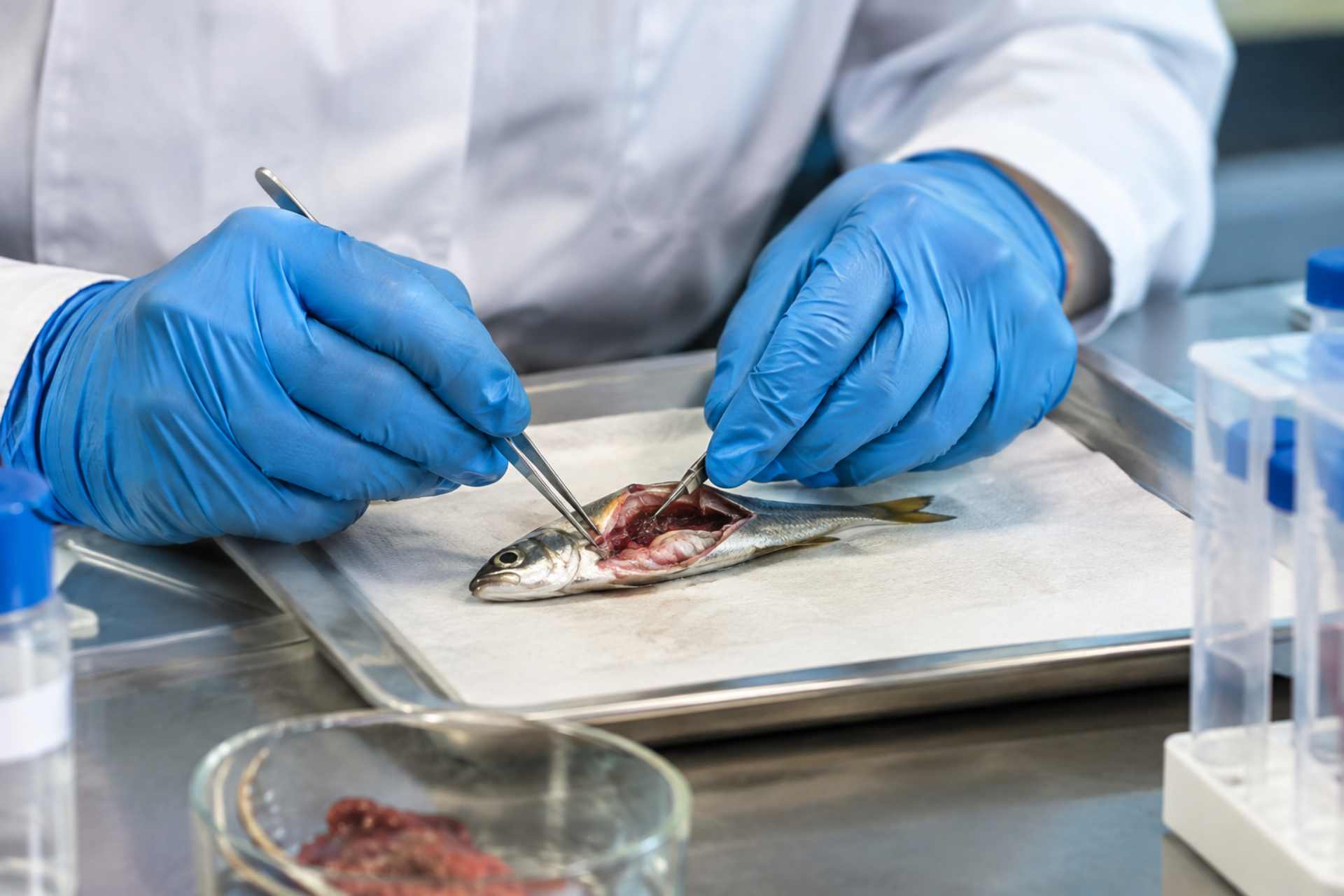 Laboratory technician dissecting a small fish to examine its tissues, illustrating research into glyphosate uptake, retention and bioaccumulation.